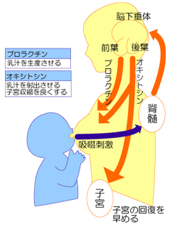 母乳の出るしくみ
